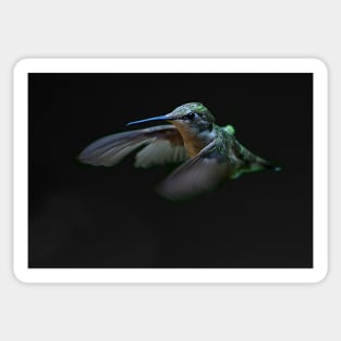 Ruby-throated hummingbird Sticker